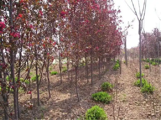 红宝石海棠盆景图片(红宝石海棠树果实图片)